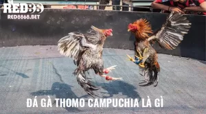 Đá gà Thomo Campuchia trải nghiệm đỉnh cao