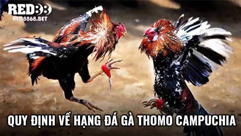Quy định về hạng đá gà Thomo Campuchia