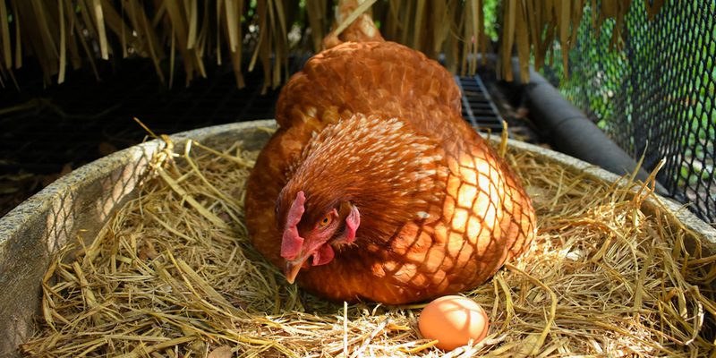 Mơ thấy gà đẻ trứng vàng ẩn chứa về ý nghĩa tâm linh