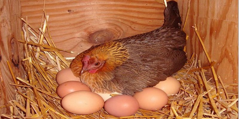 Giấc mơ thấy gà đẻ trứng liên quan đến nhiều con số đề may mắn