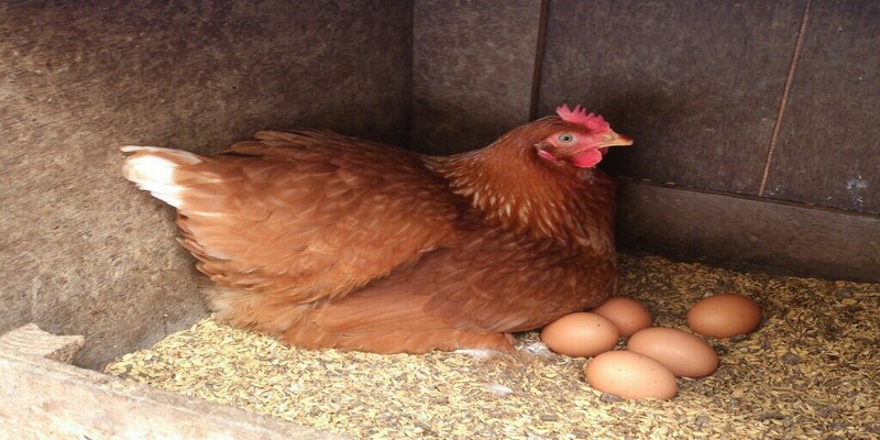 Mơ thấy gà đẻ trứng cẩn trọng với những mối quan hệ hiện tại